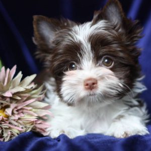 Декоративная порода с длинной прямой шерстью Биро йорк: описание и характеристика