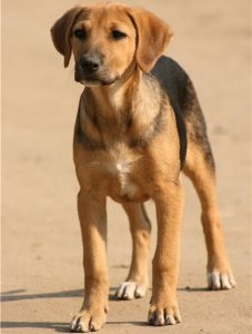 русская гончая щенок