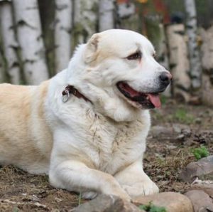 Превосходный охранник и член семьи Среднеазиатская овчарка (Алабай): характеристика породы