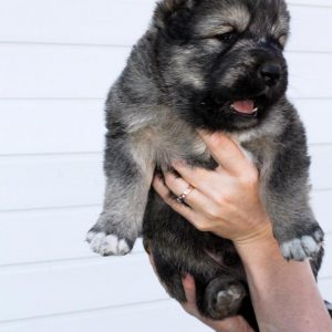 Мохнатый и умный охранник очага Кавказская овчарка: характер и отзывы