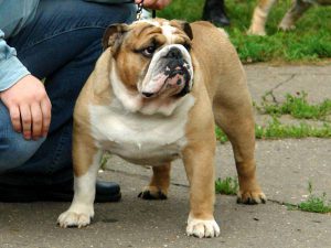 Английский бульдог: описание породы, ее плюсы и минусы, характер животного
