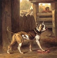 История происхождения бульдога