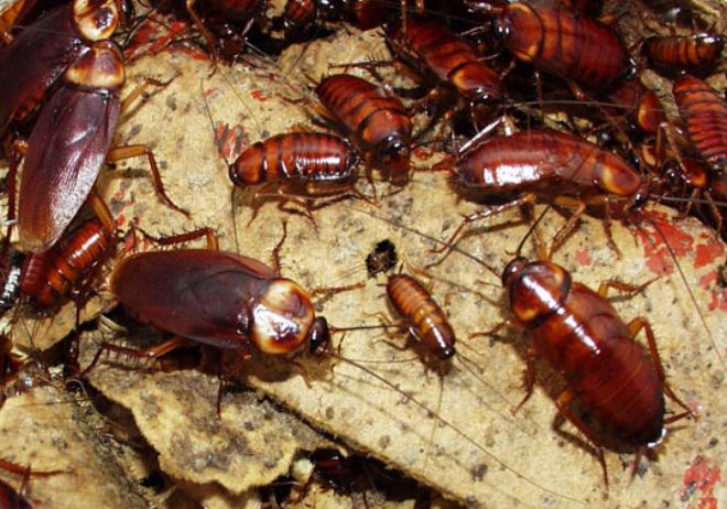 ущерб от вредителей