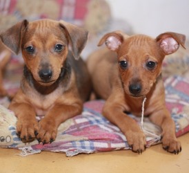 Уход и воспитание собаки