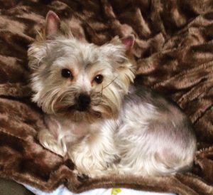 Как оригинально назвать собаку породы Йоркширский терьер: клички для девочек и мальчиков