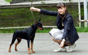 дрессировка немецкого пинчера