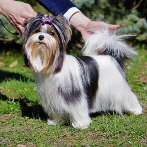 Длинношерстная комнатная собачка Бивер Йоркширский терьер: описание породы и отзывы владельцев