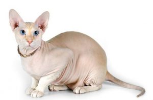 Кошки сфинксы: описание характера и породы, стоимость необычного питомца