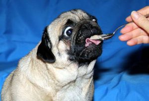 Мопс: преданный друг и веселый обжора. Описание породы, достоинства и недостатки