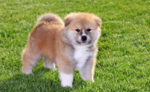 Уравновешенная и любопытная японская лайка: происхождение и характер