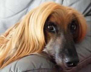 афган на диване