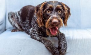 Охотничья, энергичная, рабочая собака дратхаар: особенности характера