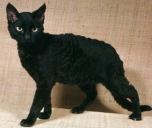 Кучерявые кошки немецкий рекс: как найти с ними общий язык