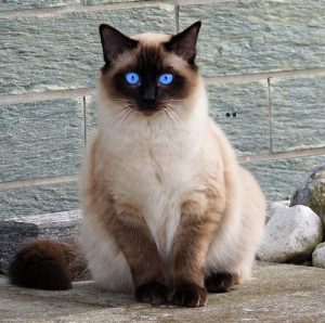 Очаровательная порода кошек Сиамская пушистая: описание характера, отзывы и цена