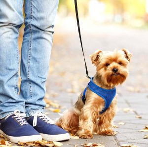 Игривый и преданный малыш Йоркширский терьер: уход и содержание в домашних условиях