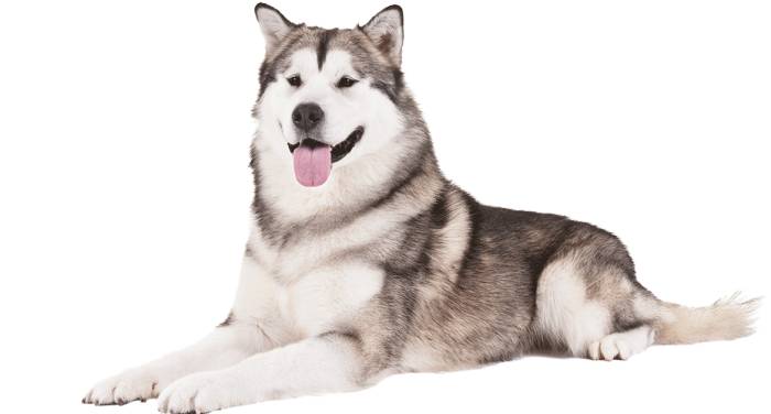 Топ индивидуальных и красивых кличек для собак Лаек девочек и мальчиков