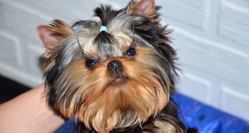 Декоративный питомец с личиком младенца Беби фейс йорк: описание породы