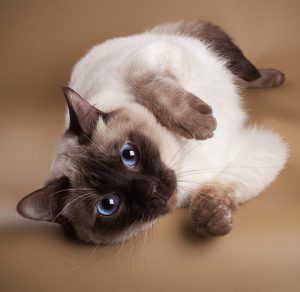 Полное сравнение родственных пород кошек Сиамские и Тайские: отличия и характер