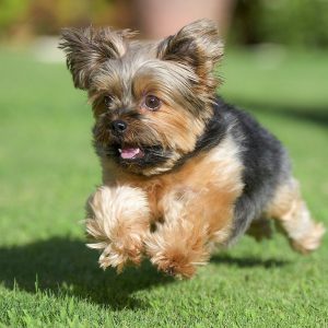 Обаятельный и жизнерадостный питомец Йоркширский терьер: характеристика породы и сколько живут?