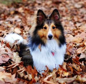 Обзор всех известных пород маленьких карликовых овчарок: описание и особенности