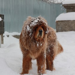 Уход за шерстью мастифа