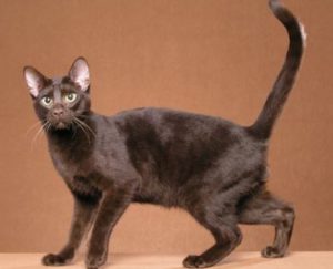 Зеленоглазая кошка гавана: особенности характера огненной красавицы