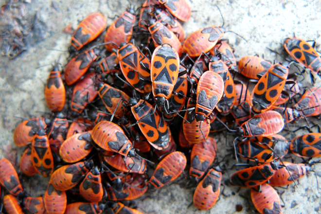 много клопов-солдатиков