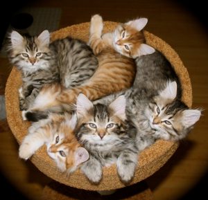 Сибирская кошка: какой характер и поведение ожидать от питомца?