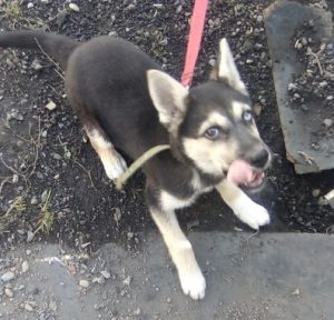 Отличия и характеристика породы помеси Овчарки и Хаски: описание и советы по уходу за метисом