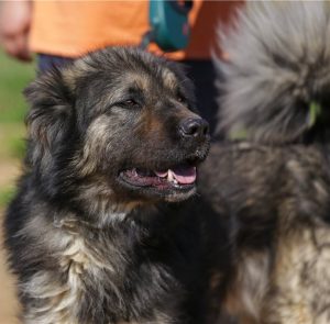 Мохнатый и умный охранник очага Кавказская овчарка: характер и отзывы