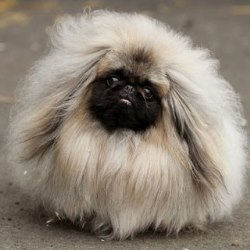 пекинес описание