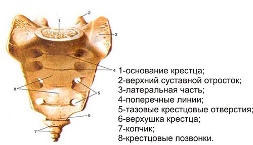 Крестцовый отдел позвоночника