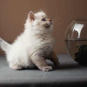 Приспособленные к любым условиям кошки Сибирский колор пойнт: описание и история породы