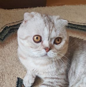 Важные правила и советы по вязке Шотландской вислоухой кошки: отзывы владельцев