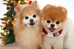 Декоративный шпиц: рекомендации по уходу за вечным ребенком