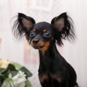 Энергичная и игривая собачонка Русский Той терьер: описание породы и характер