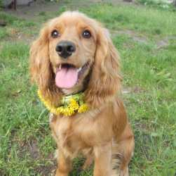 Уход и содержание питомца