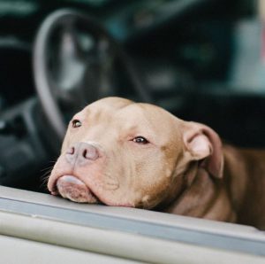 Азартная и волевая порода Питбультерьер (Питбуль): характеристика, сколько стоит?