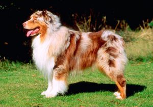 красивая аусси