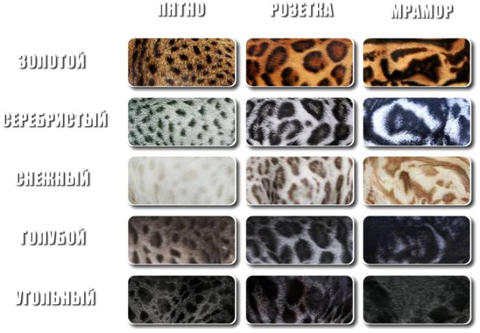 Обзор редких и распространенных окрасов кошек и особенности ухода за шерстью