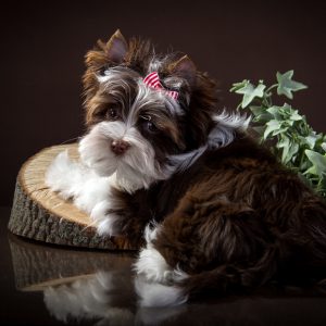 Декоративная порода с длинной прямой шерстью Биро йорк: описание и характеристика