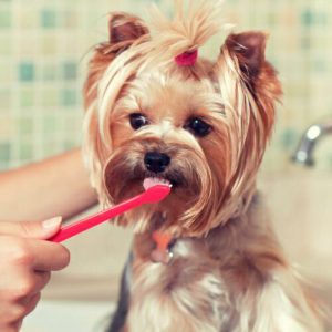 Самая маленькая и пушистая собака Йоркширский терьер: плюсы и минусы породы