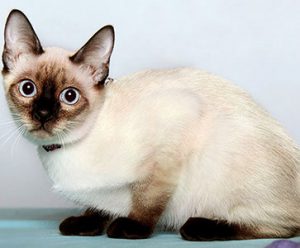 Вечный котенок скиф тай дон (скиф той боб, той боб): знакомимся с породой