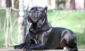 Описание породы кане корсо, уникальный характер питомцев