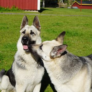 Лучшая служебная собака из СССР Среднеевропейская овчарка (ВЕО): описание и характер породы