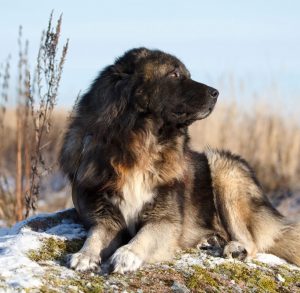 Лохматый и преданный друг человека Кавказская овчарка: характеристика и вес породы собак