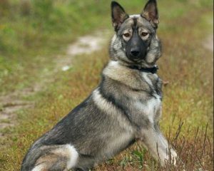 Характер и различные качества метиса лайки и хаски