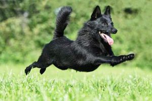 Древняя порода шипперке: бельгийская овчарка в миниатюре