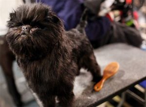 Карликовый аффенпинчер: положительные и отрицательные стороны питомца