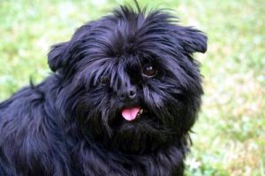 Карликовый аффенпинчер: положительные и отрицательные стороны питомца